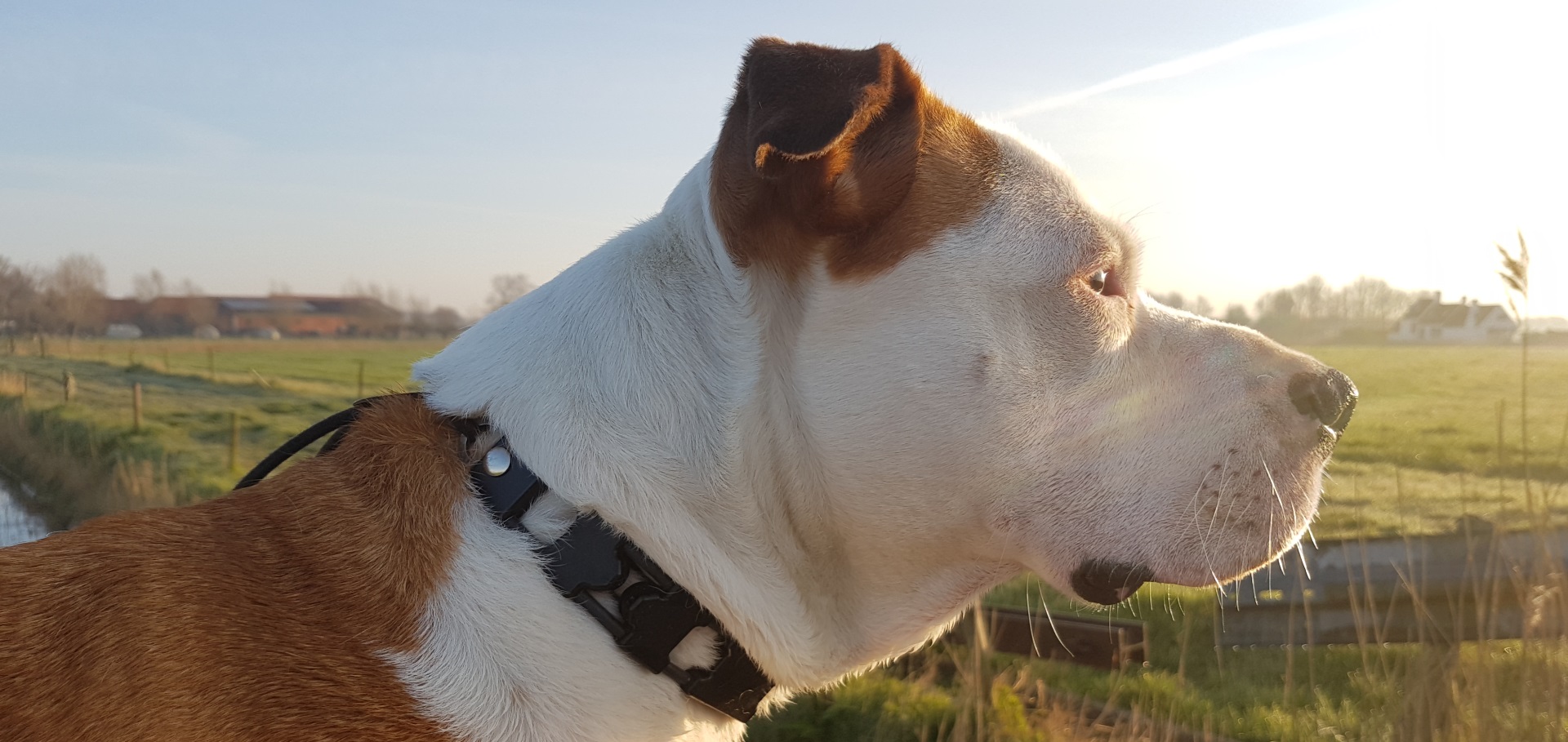 Chameleon Extenders fur trough collar