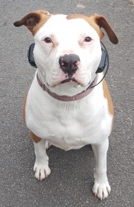 Double brick e-collar