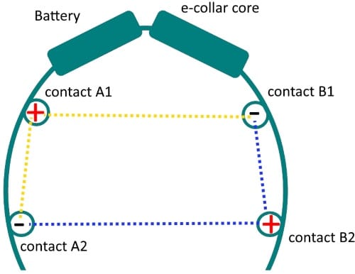 Chameleon E-collar electrical flow with 4 feather contact points